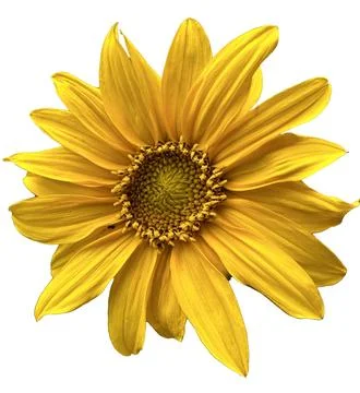 Sunflower Stock Photos