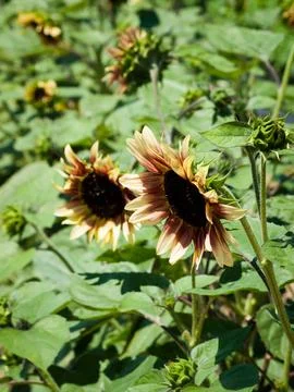 Sunflower Stock Photos