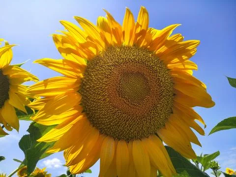 Sunflower  Stock-Fotos