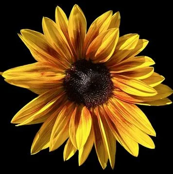 Sunflower Stock Photos