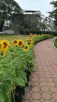 Sunflower in Stock Photos