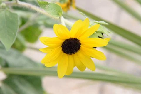 Sunflower Stock Photos