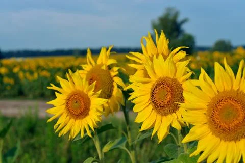 Sunflower Stock Photos