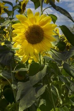 A sunflower Stock Photos