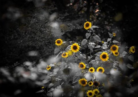 Sunflower Stock Photos