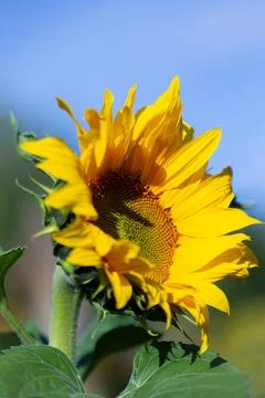 Sunflower Stock Photos