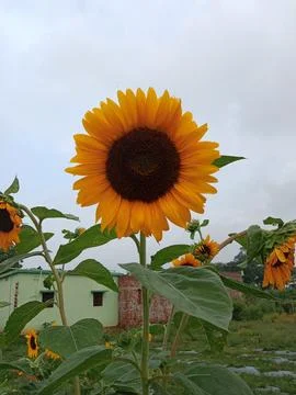 Sunflower Stock Photos