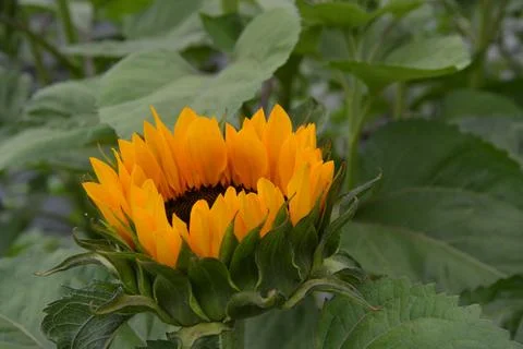Sunflower Stock Photos