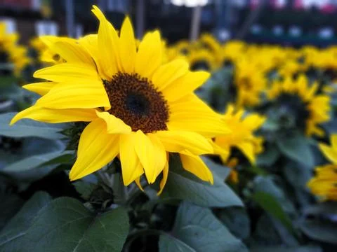 Sunflower Stock Photos