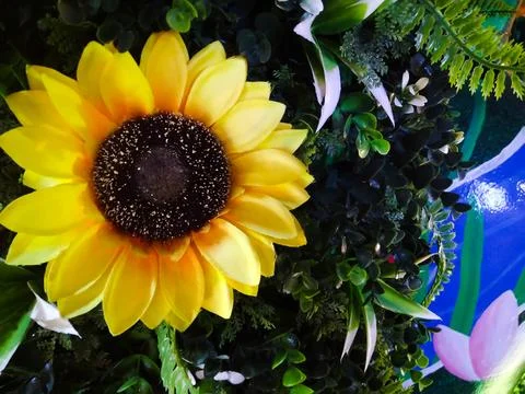 Sunflower Stock-Fotos