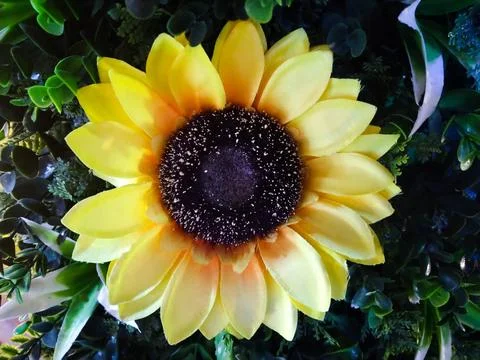 Sunflower Stock Photos