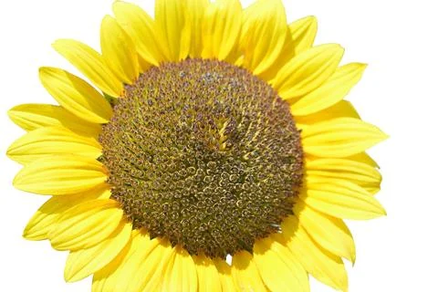 Sunflower Stock Photos
