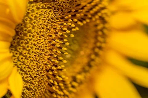 Sunflower Stock Photos