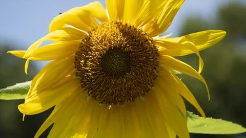 Sunflower Stock Photos