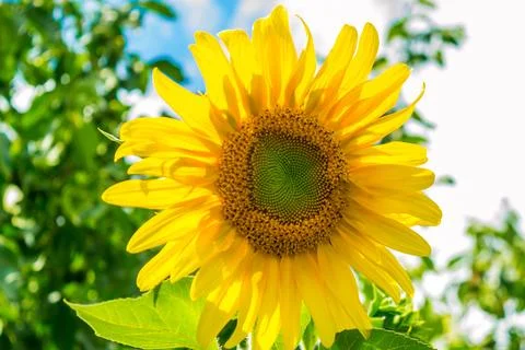 Sunflower Stock Photos