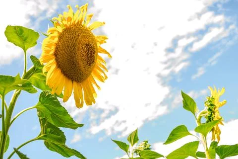 Sunflower Stock Photos