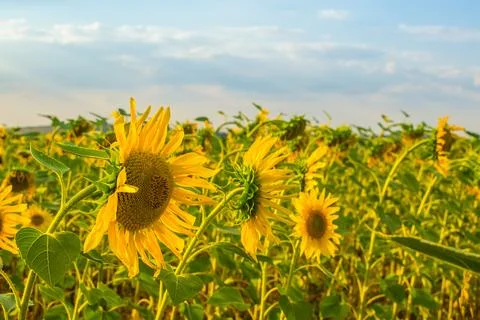Sunflower Stock Photos