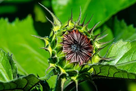Sunflower Stock Photos