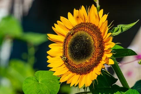 Sunflower Stock Photos