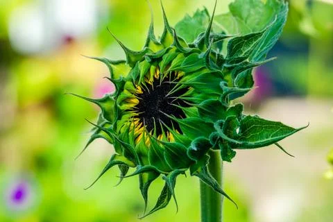 Sunflower Stock Photos