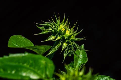 Sunflower Stock Photos