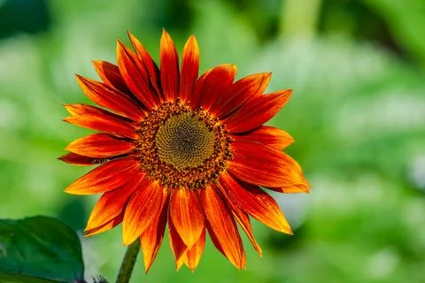 Sunflower Stock Photos