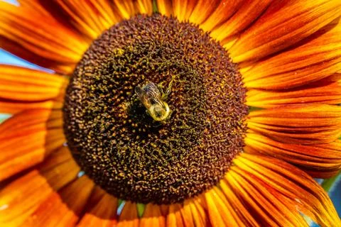 Sunflower Stock Photos