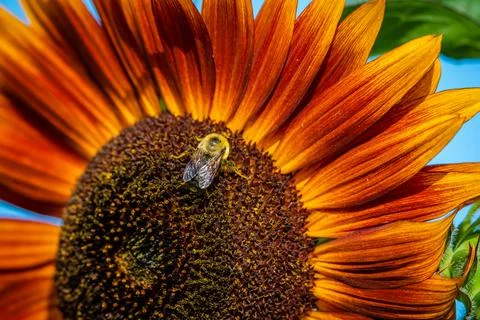 Sunflower Stock Photos