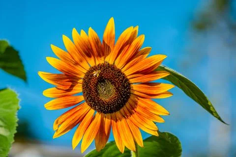 Sunflower Stock Photos