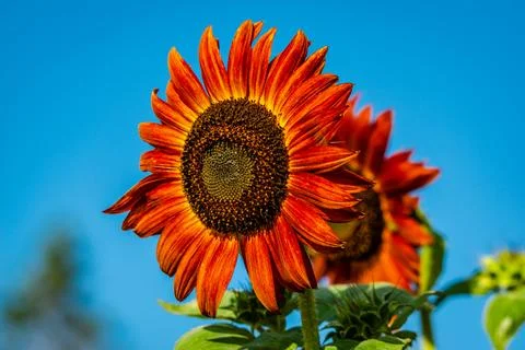 Sunflower Stock Photos
