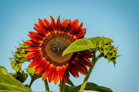 Sunflower Stock Photos