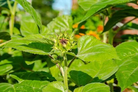 Sunflower Stock Photos