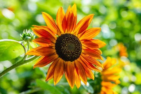 Sunflower Stock Photos