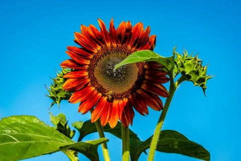 Sunflower Stock Photos