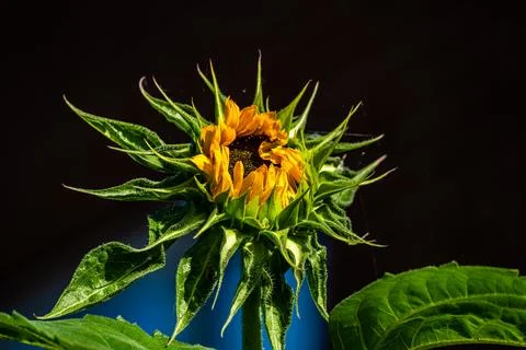 Sunflower Stock Photos