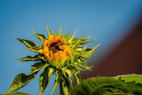 Sunflower Stock Photos