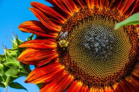 Sunflower Stock Photos