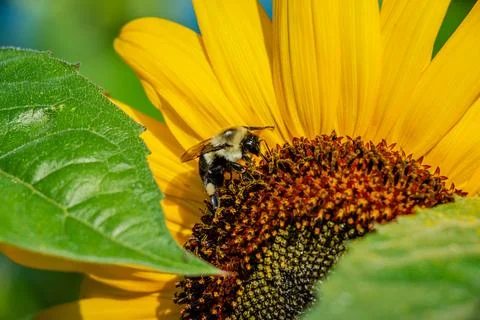 Sunflower Stock Photos