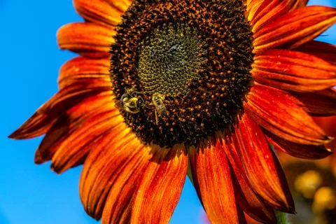 Sunflower Stock Photos
