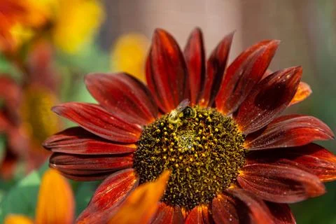 Sunflower Stock Photos