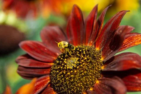 Sunflower Stock Photos