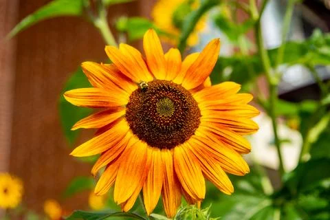 Sunflower Stock Photos