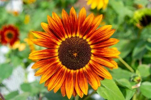 Sunflower Stock Photos