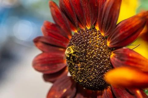 Sunflower Stock Photos