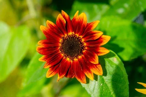 Sunflower Stock Photos