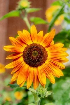 Sunflower Stock Photos