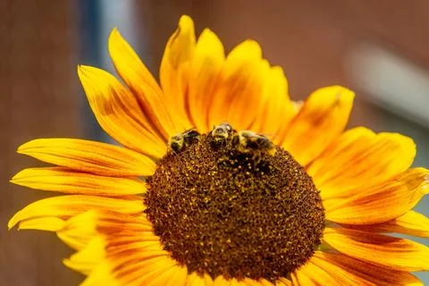 Sunflower Stock Photos
