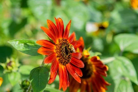 Sunflower Stock Photos