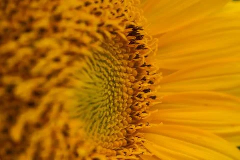 Sunflower Stock Photos