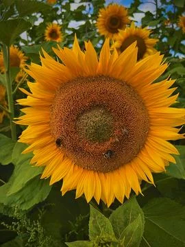 Sunflower Stock Photos